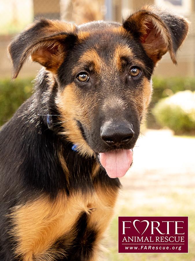 Bubs, Adoptable, Puppy Male German Shepherd Dog & Cattle Dog.