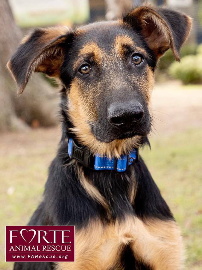 Enlarge Bubs, a Adoptable mixed breed in Marina Del Rey, CA image 5/6