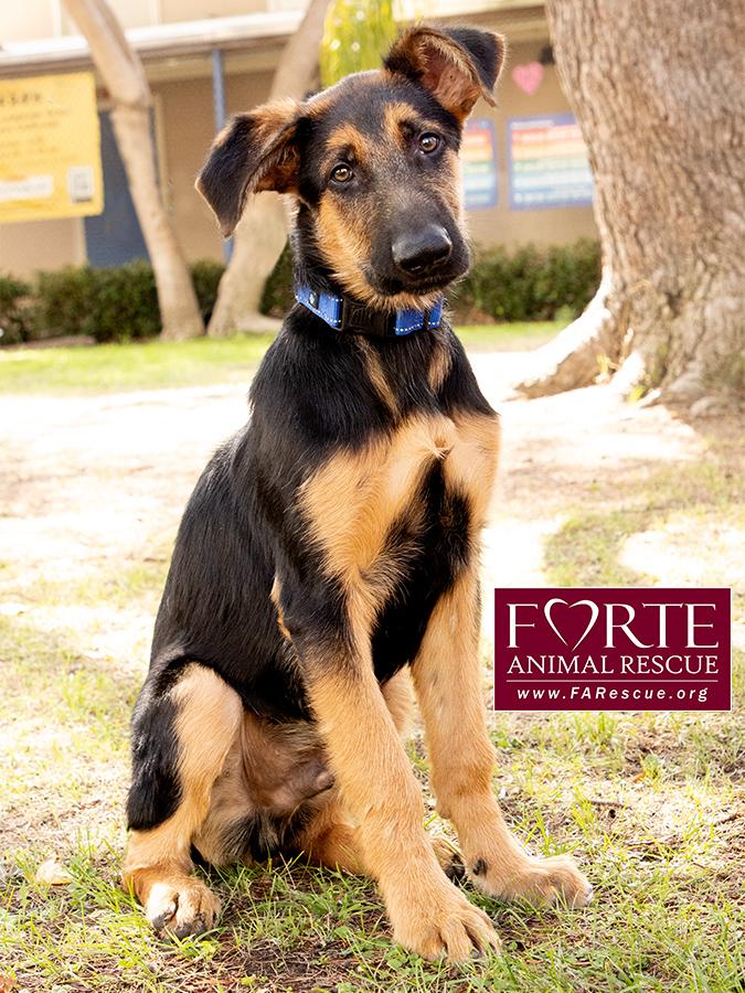 Enlarge Bubs, a Adoptable mixed breed in Marina Del Rey, CA image 2/6