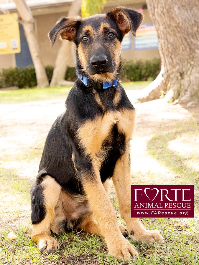 Enlarge Bubs, a Adoptable mixed breed in Marina Del Rey, CA image 6/6