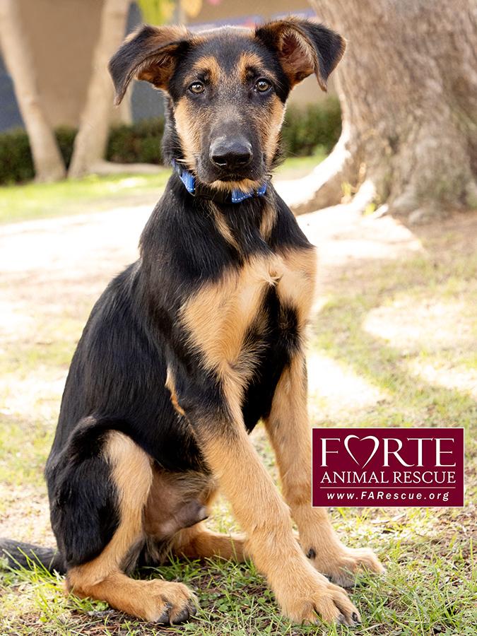 Enlarge Bubs, a Adoptable mixed breed in Marina Del Rey, CA image 4/6