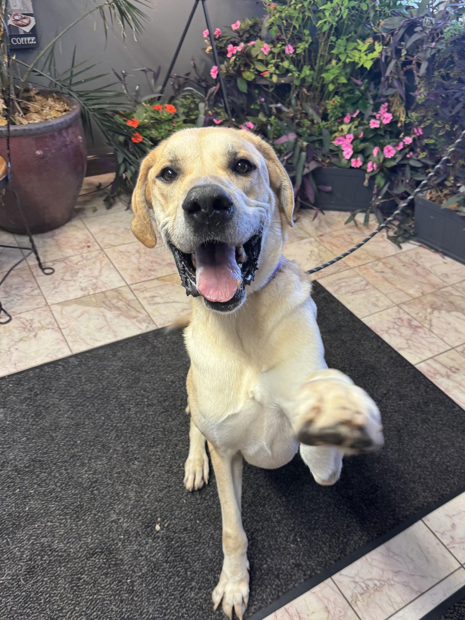 Scooby, Adoptable, Adult Male Great Dane.