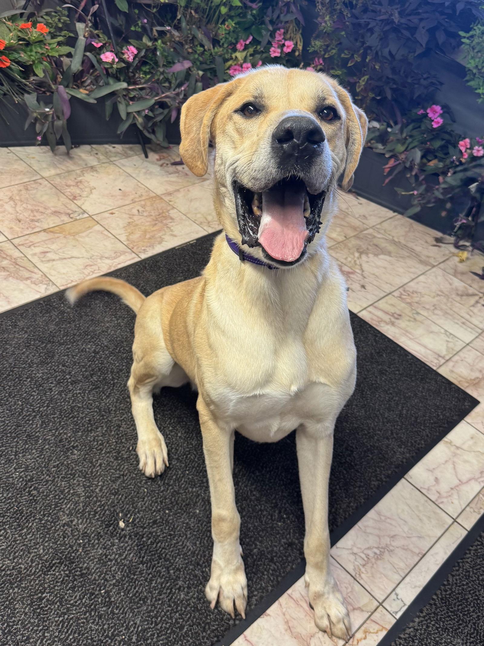 Scooby, Adoptable, Adult Male Great Dane.