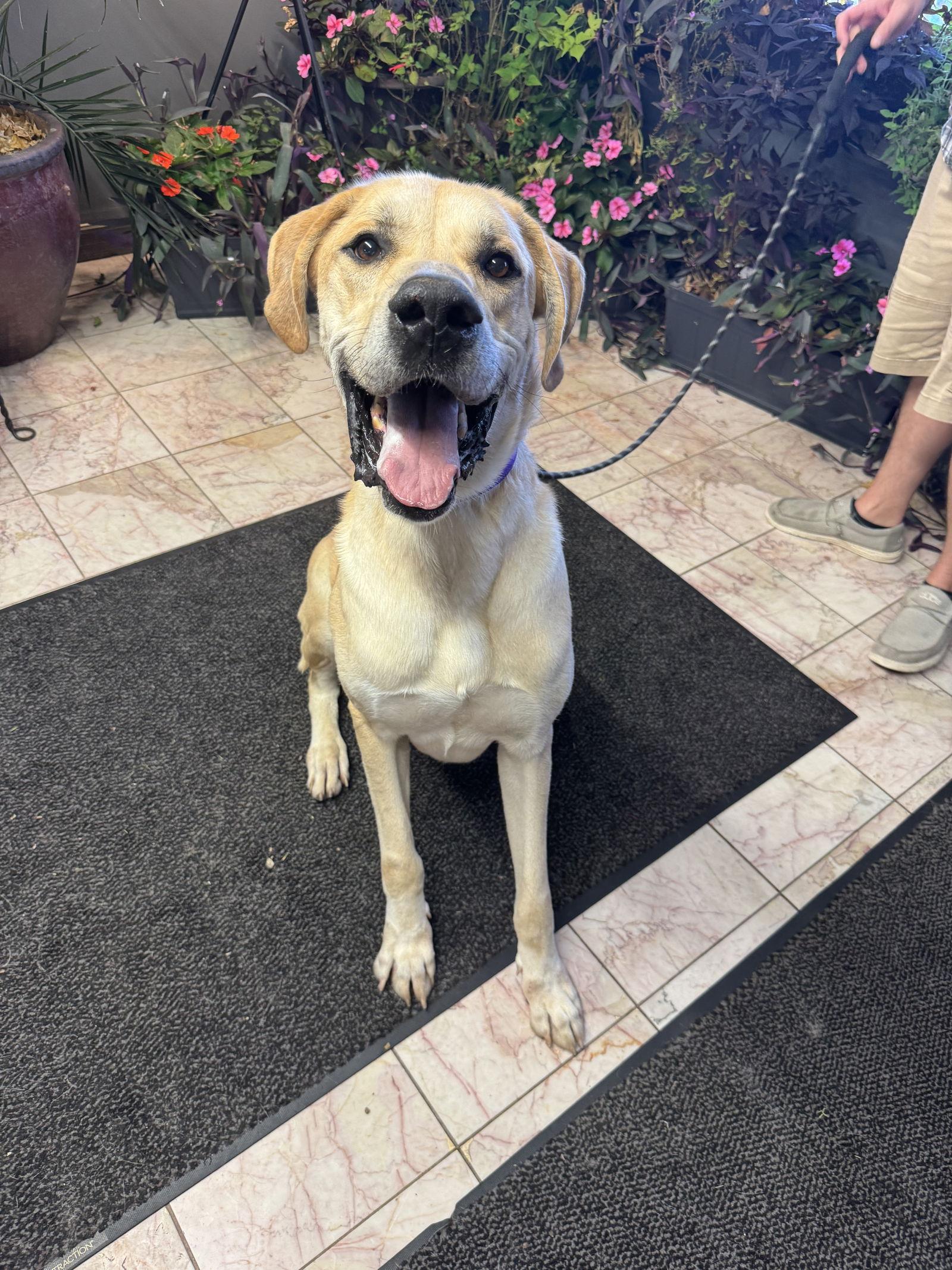 Scooby, a Adoptable Great Dane in Leavenworth, KS image 3/3