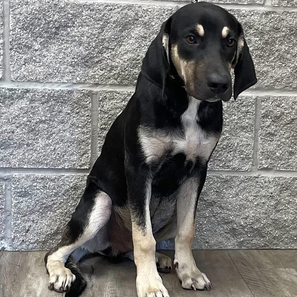 Hurley, Adoptable, Young Male Coonhound.