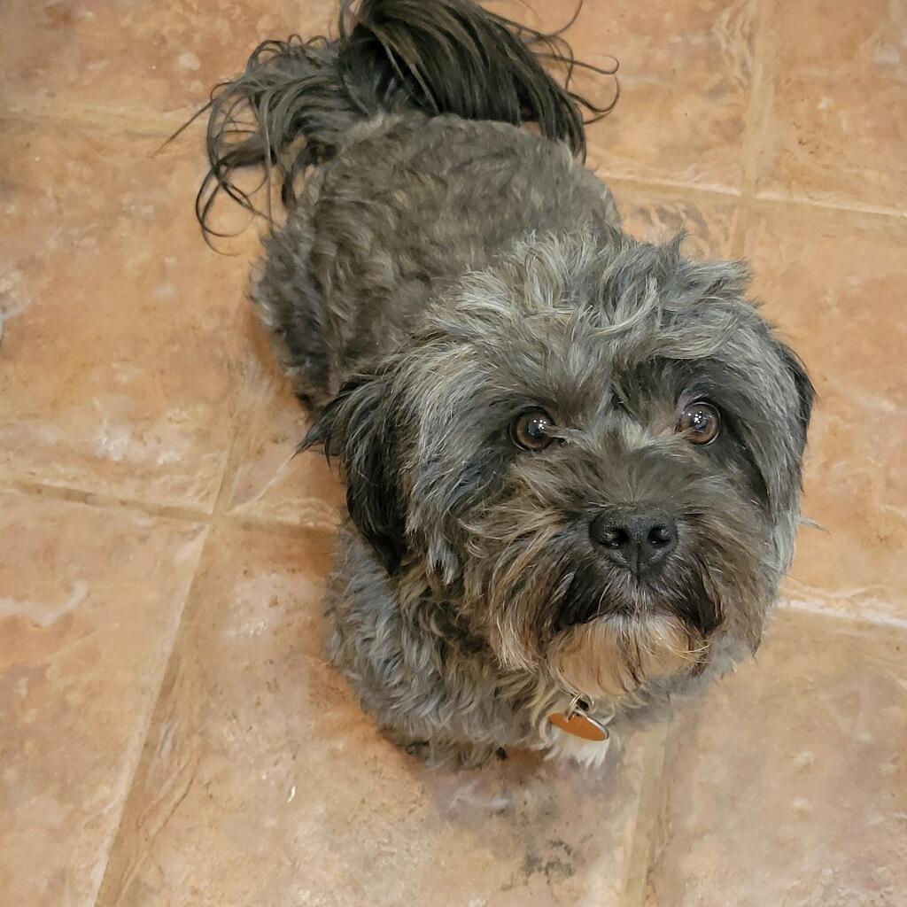 Robin, an adoptable Shih Tzu in Tucson, AZ, 85731 | Photo Image 1