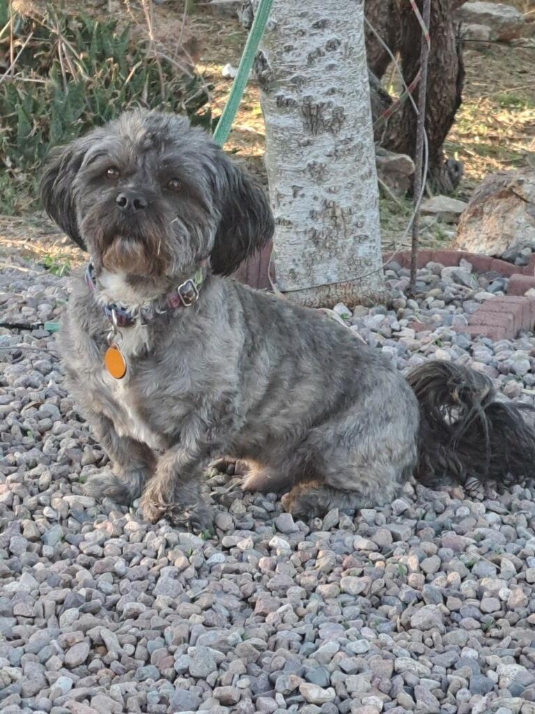 Robin, an adoptable Shih Tzu in Tucson, AZ, 85731 | Photo Image 2