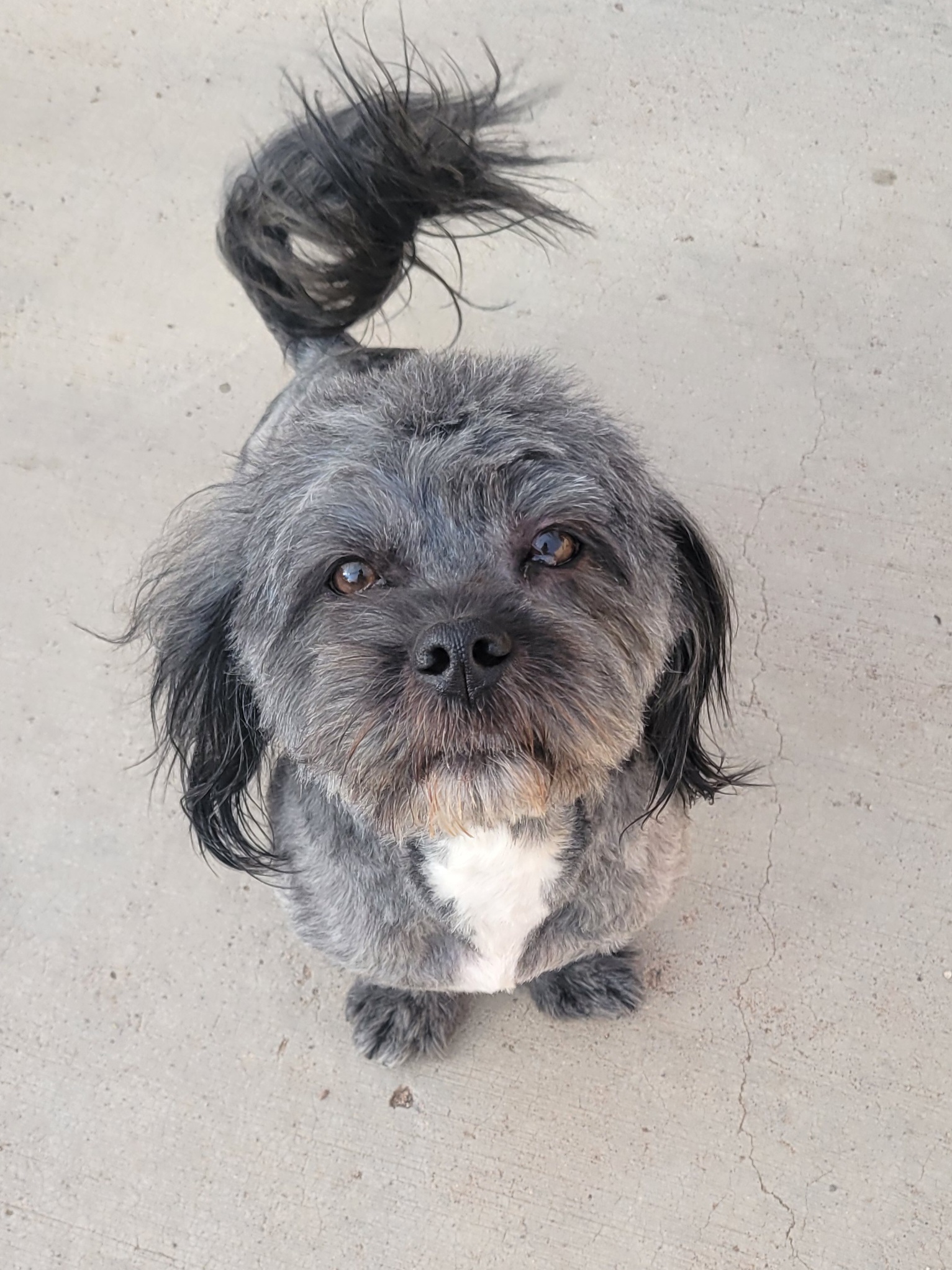 Robin, an adoptable Shih Tzu in Tucson, AZ, 85731 | Photo Image 3