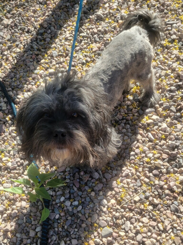 Robin, an adoptable Shih Tzu in Tucson, AZ, 85731 | Photo Image 5