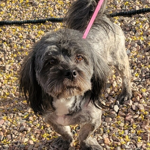 Robin, an adoptable Shih Tzu in Tucson, AZ, 85731 | Photo Image 4