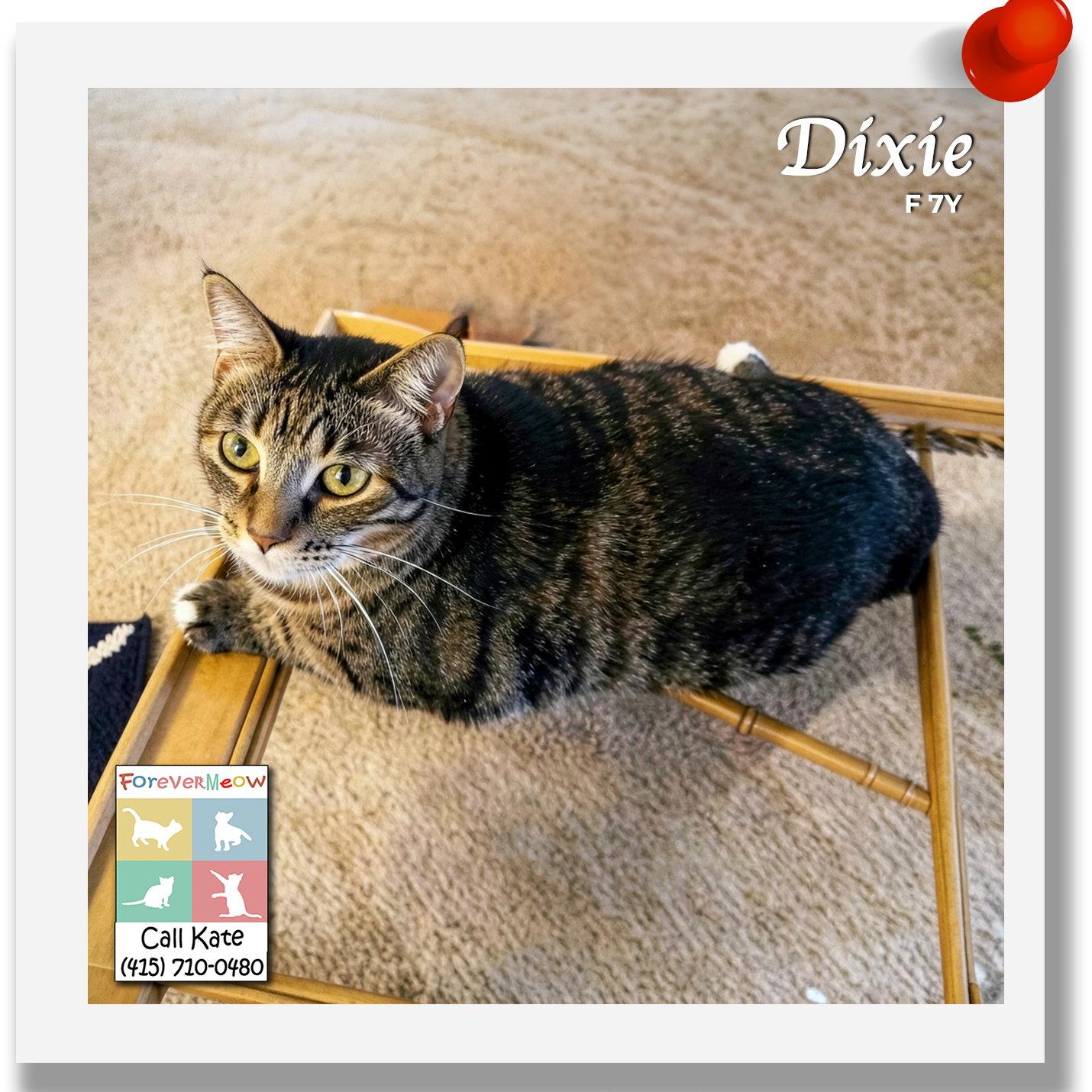 Dixie, Adoptable, Adult Female Domestic Short Hair.