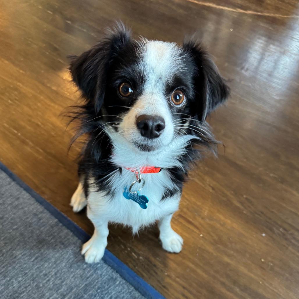 Echo, Adoptable, Adult Male Chihuahua & Papillon.