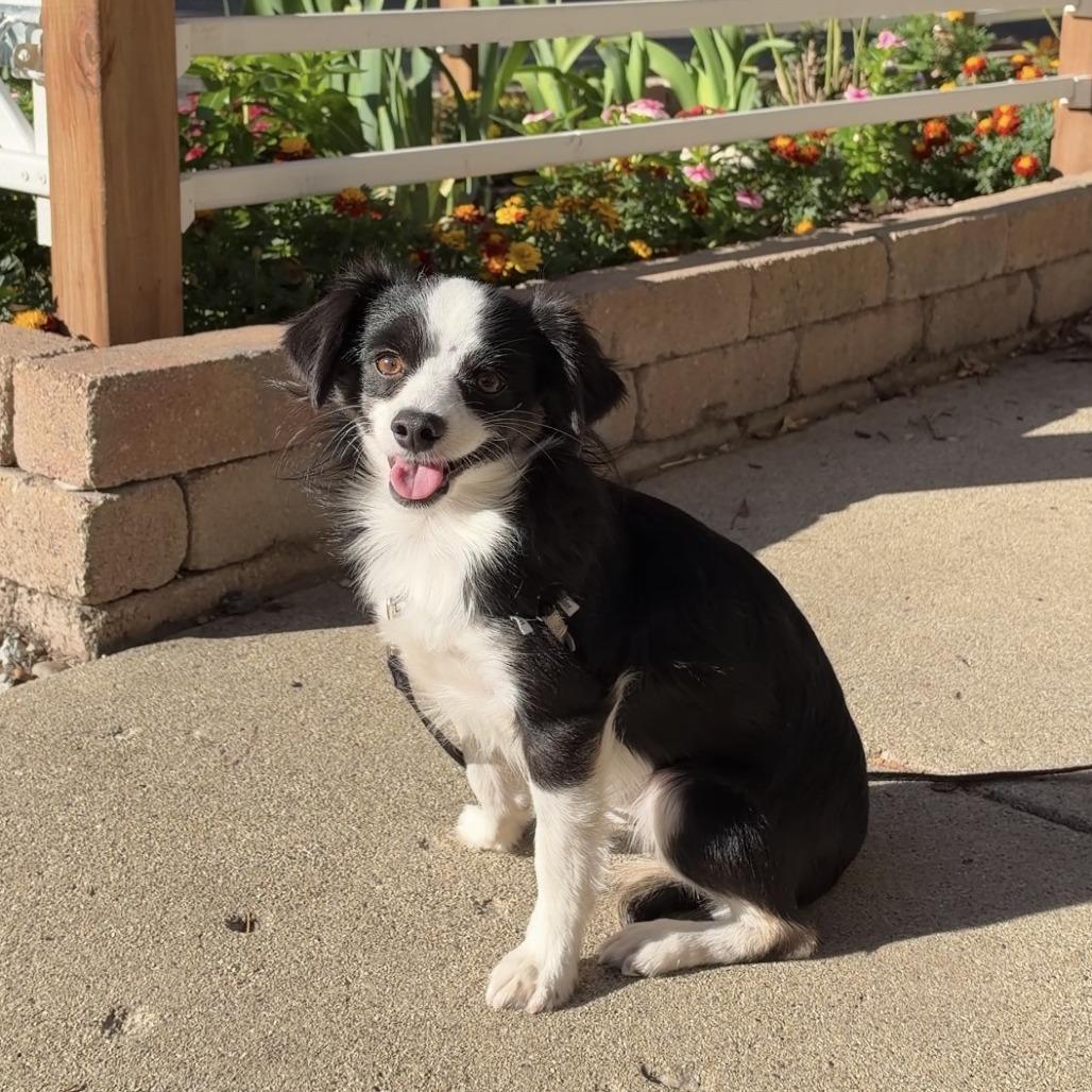 Echo, Adoptable, Adult Male Chihuahua & Papillon.