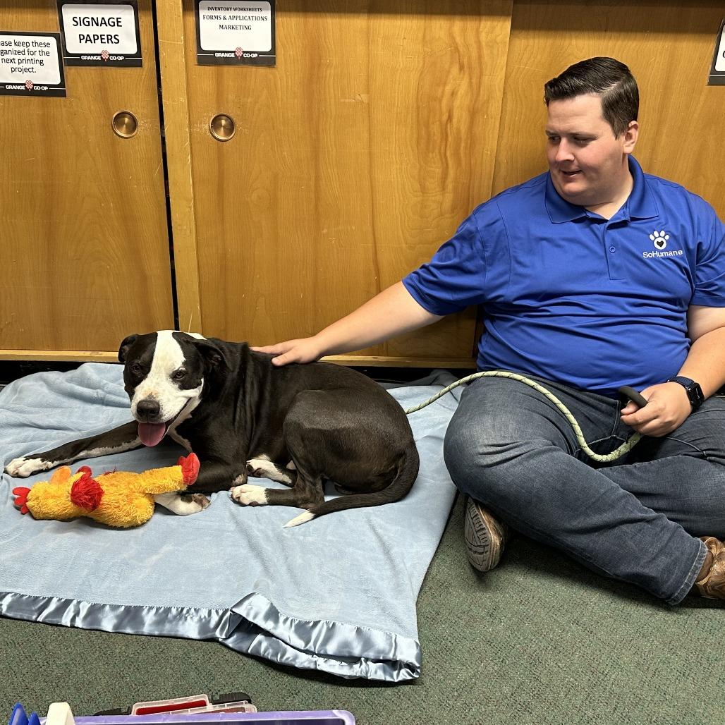 Dr. Seuss, Adoptable, Senior Male Mixed Breed.