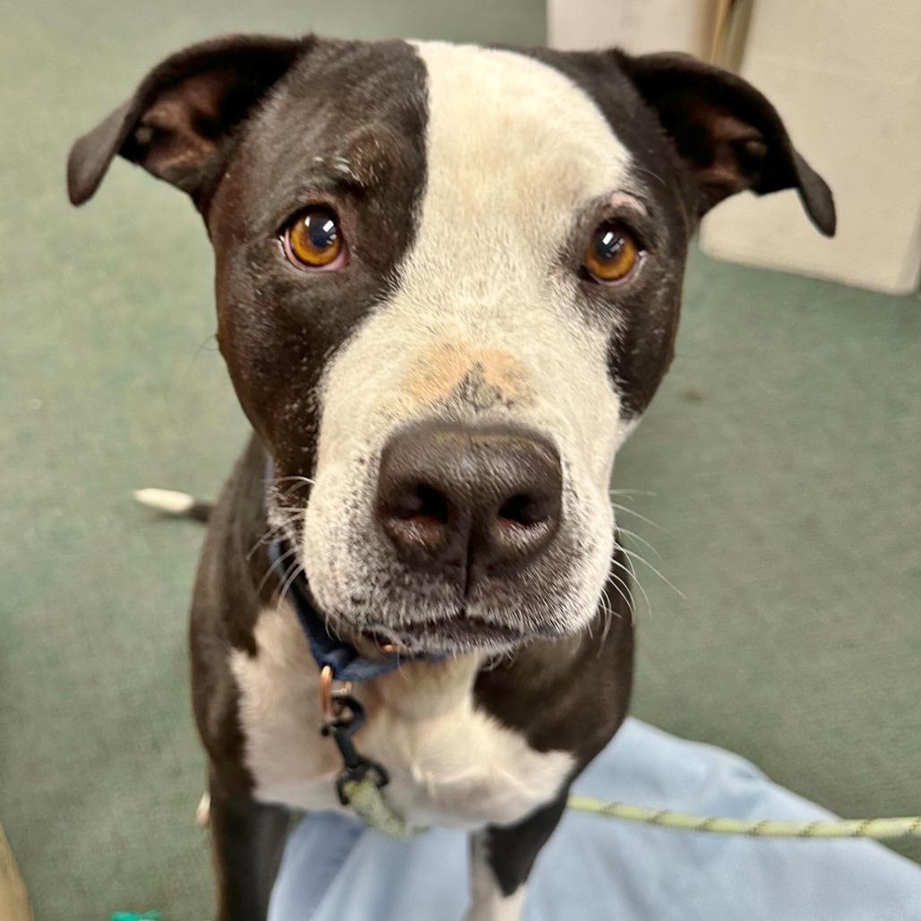 Enlarge Dr. Seuss, a Adoptable Mixed Breed in Medford, OR image 2/3