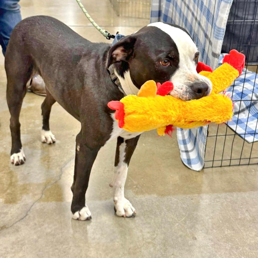 Enlarge Dr. Seuss, a Adoptable Mixed Breed in Medford, OR image 3/3