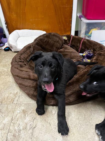 Clara, Adoptable, Puppy Female Mixed Breed & Mixed Breed.