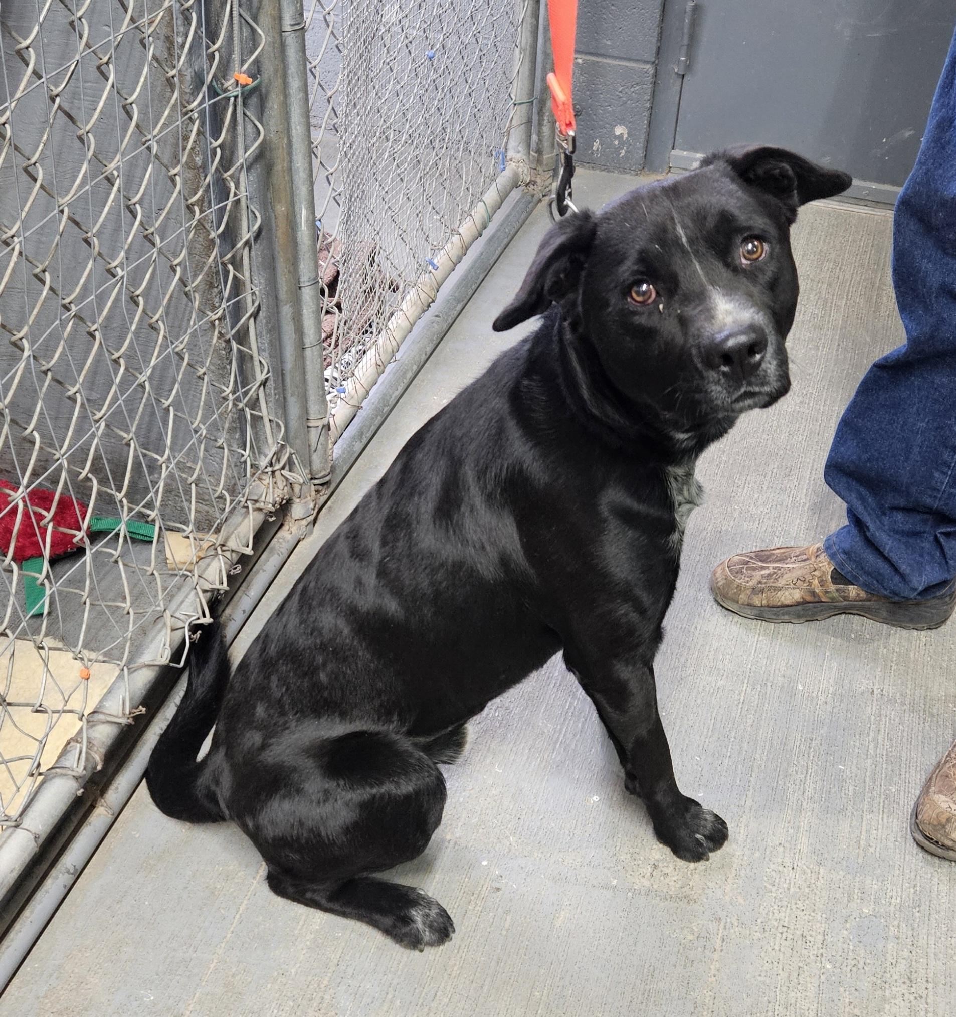 Enlarge Taz, a Adoptable mixed breed in Nucla, CO image 1/1