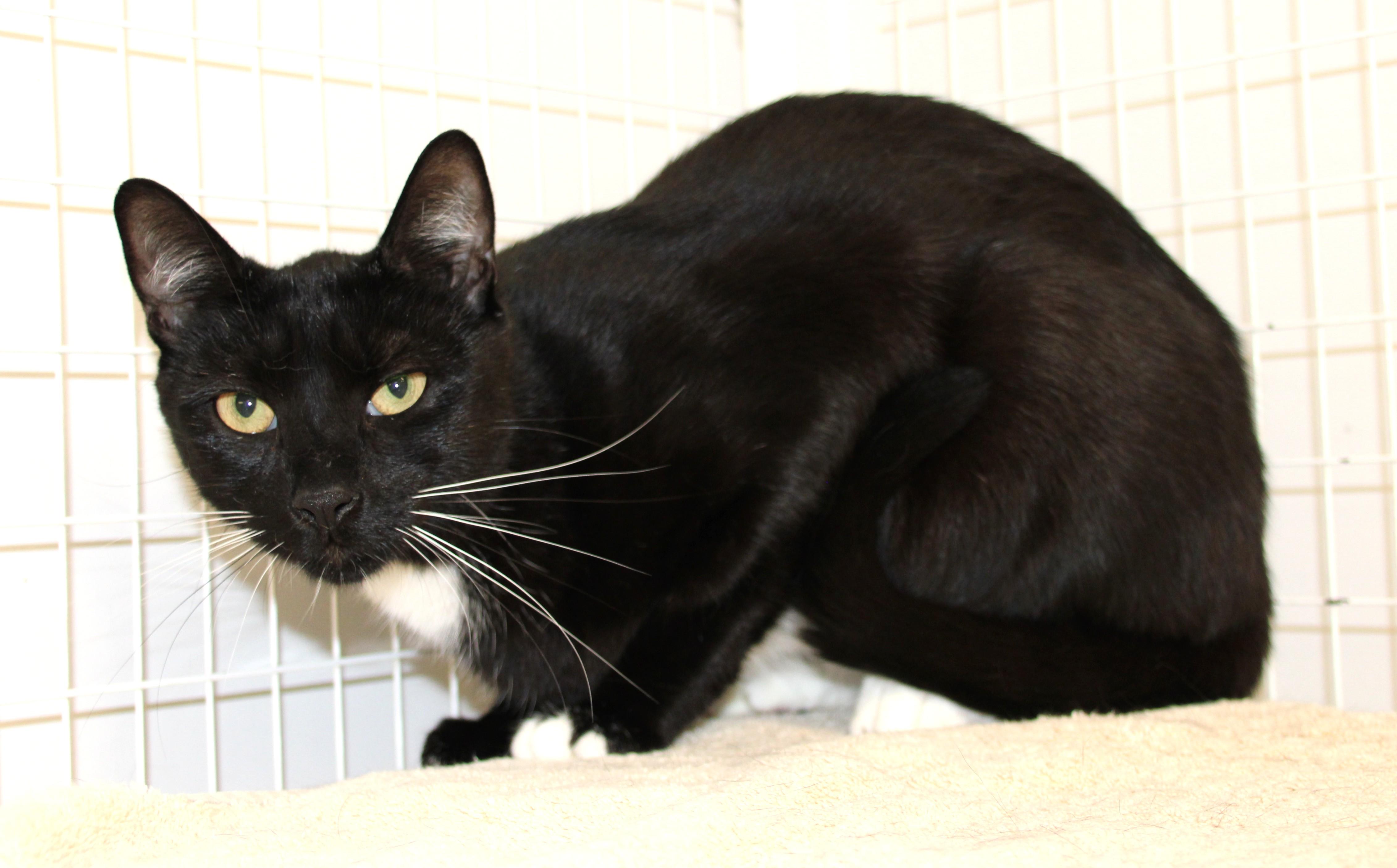 Sylvester, Adult Male unknown