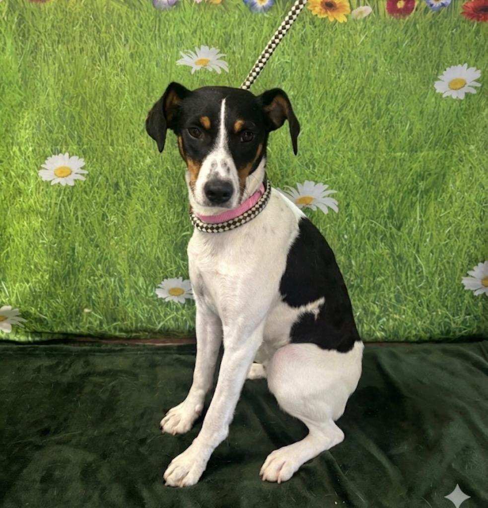 Enlarge Betty, a Adoptable Hound in Wabash, IN image 1/1