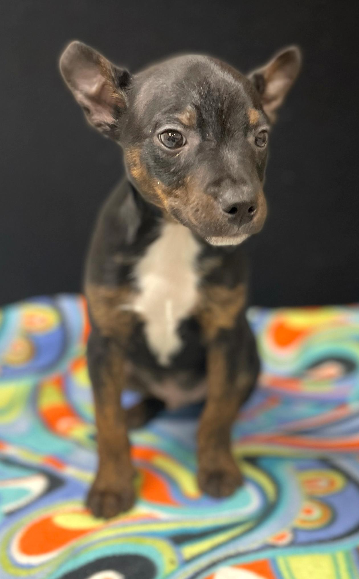 Enlarge Willie, an adoptable mixed breed in Neillsville, WI image 4/6