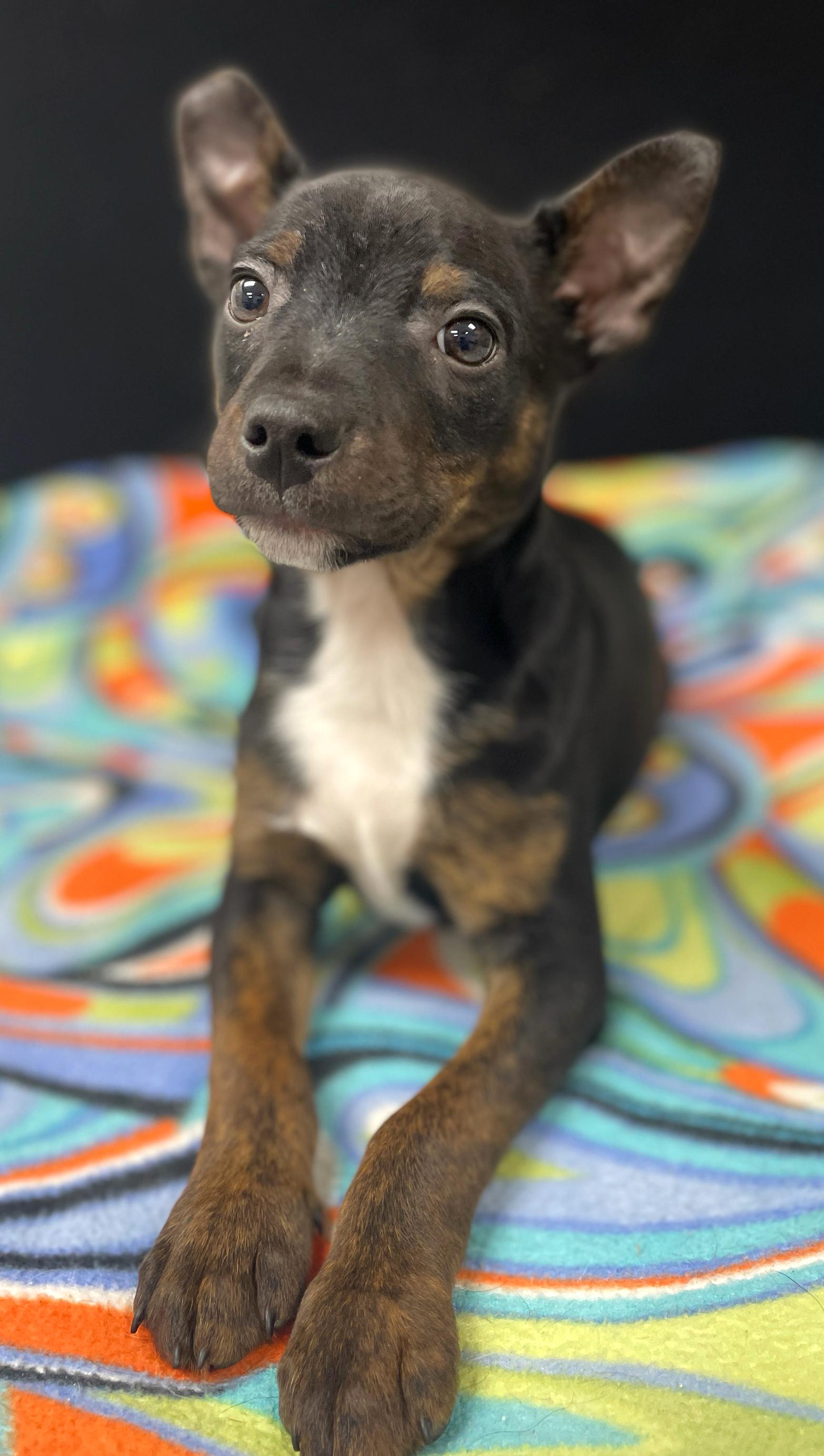 Enlarge Willie, an adoptable mixed breed in Neillsville, WI image 6/6