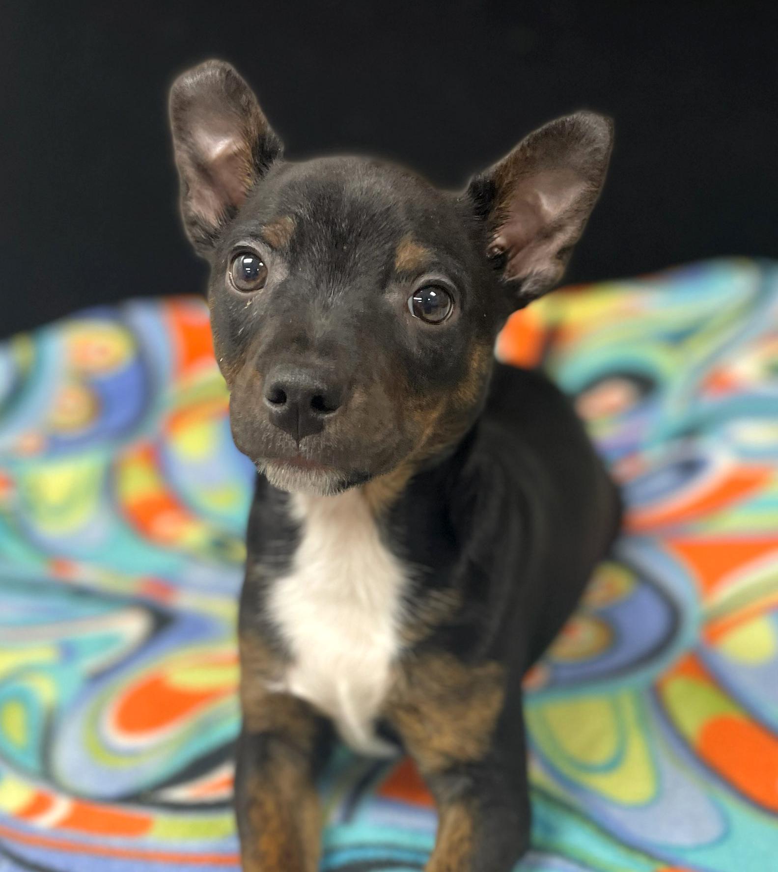Willie, adoptable, Puppy Male Terrier.