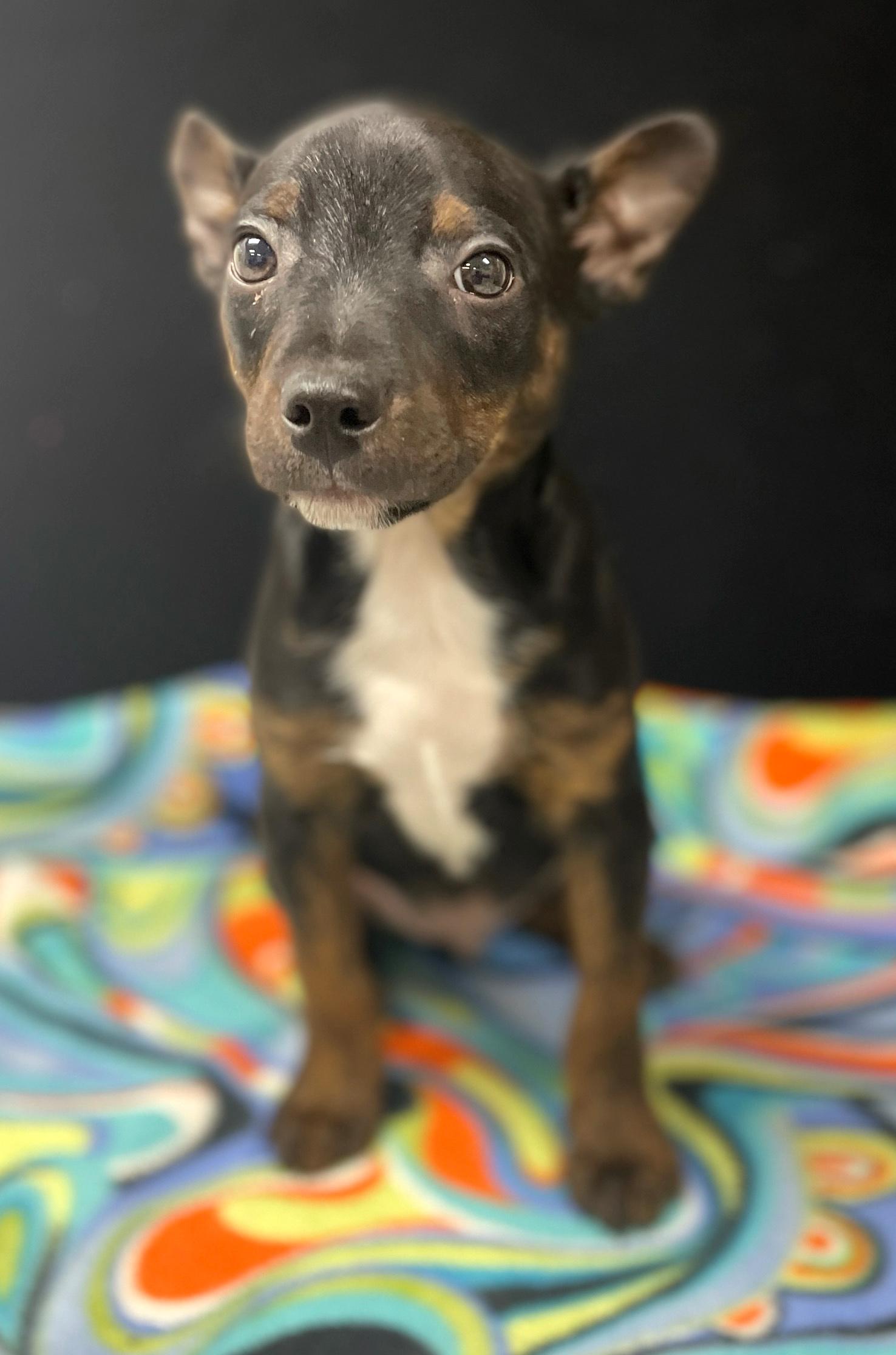 Enlarge Willie, an adoptable mixed breed in Neillsville, WI image 5/6