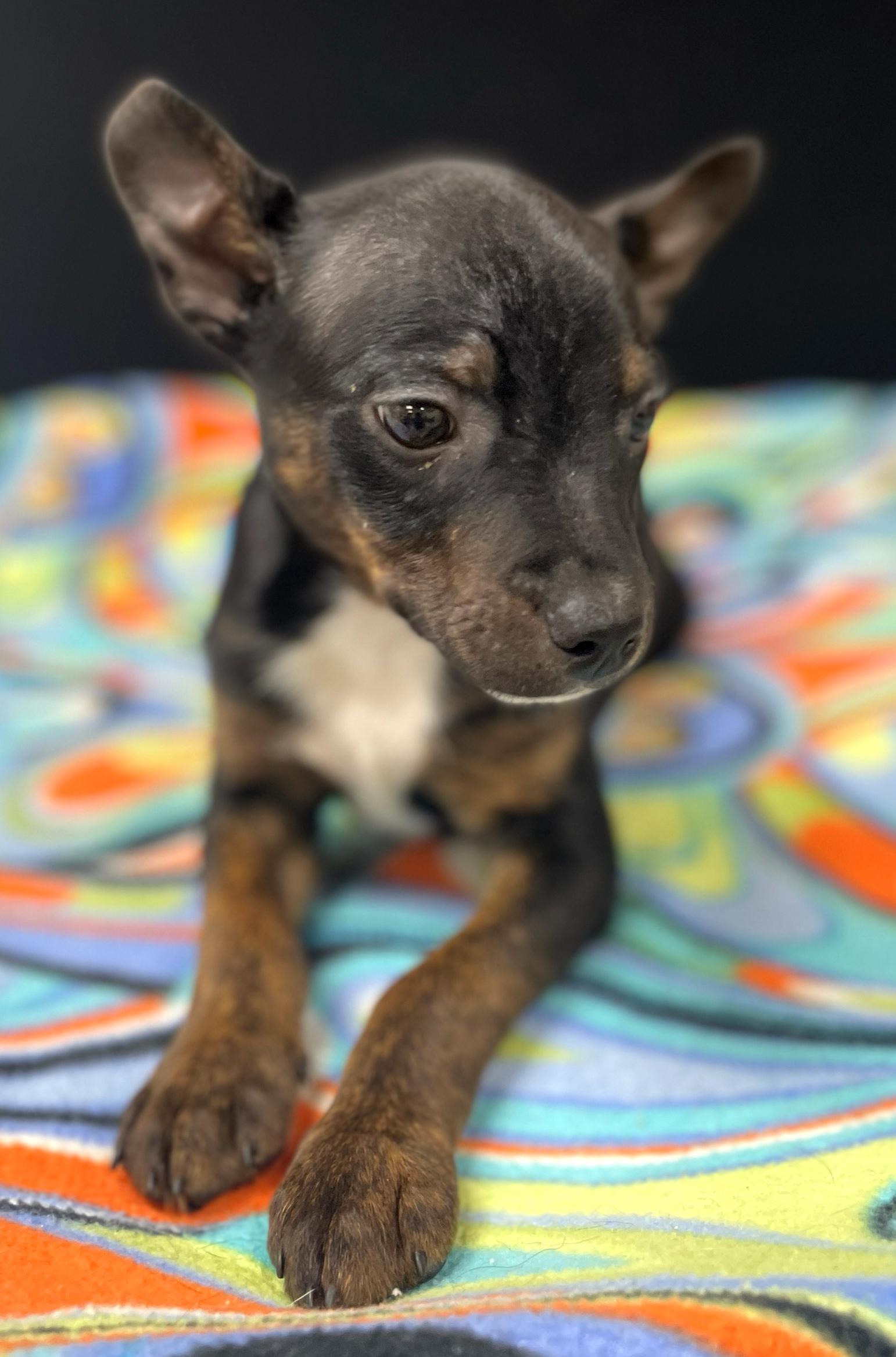 Enlarge Willie, an adoptable mixed breed in Neillsville, WI image 2/6