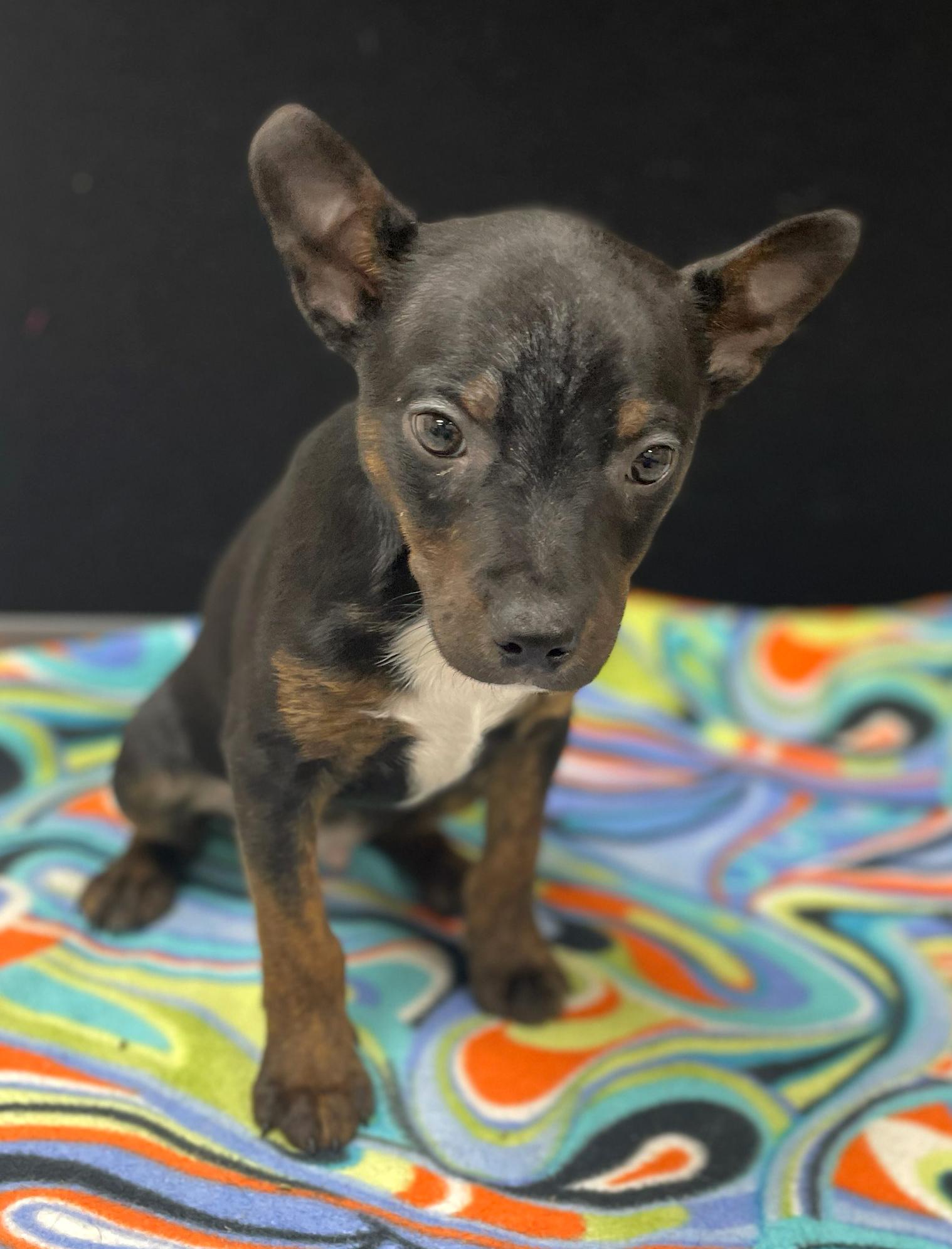 Enlarge Willie, an adoptable mixed breed in Neillsville, WI image 3/6