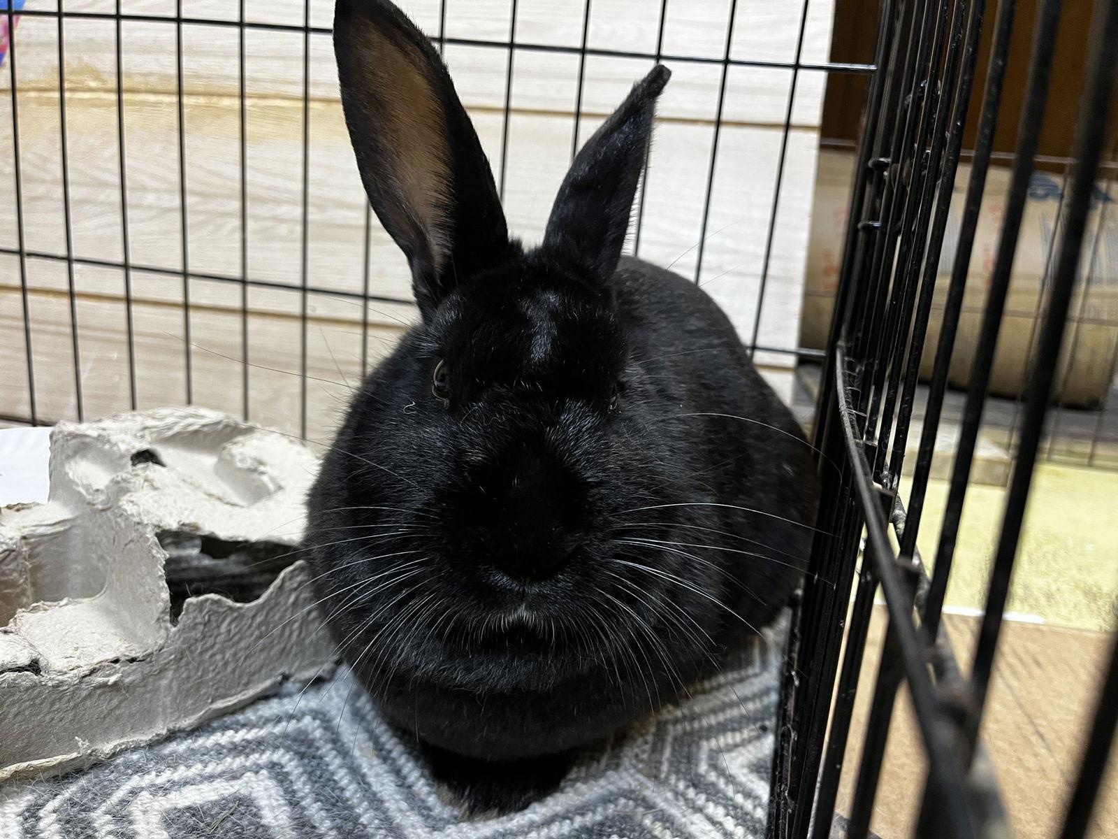 Enlarge Harmony, a Adoptable American in Great Neck, NY image 1/3