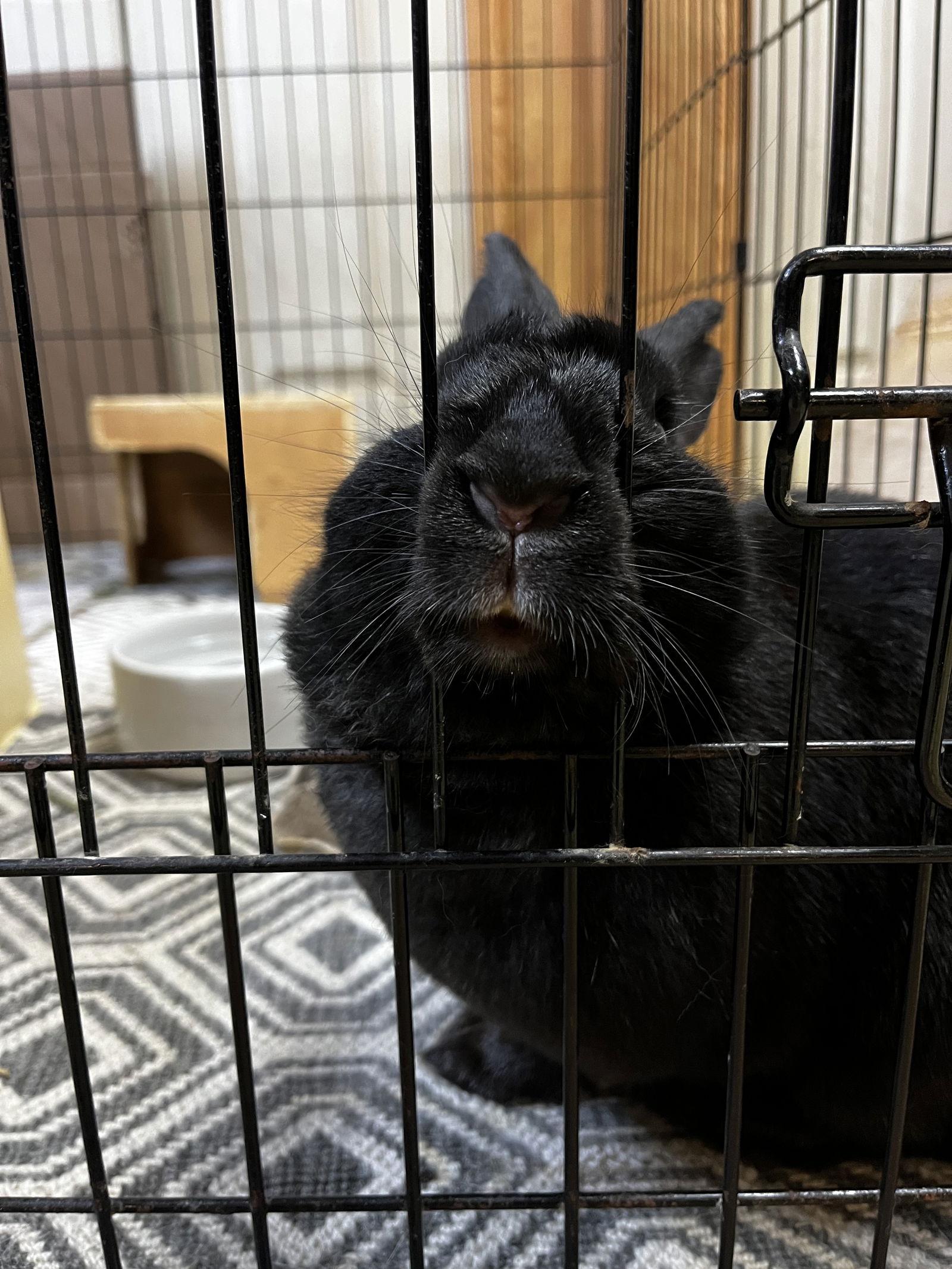 Enlarge Harmony, a Adoptable American in Great Neck, NY image 2/3