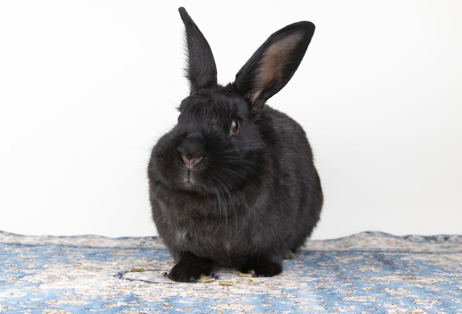 Enlarge Harmony, a Adoptable American in Great Neck, NY image 3/3