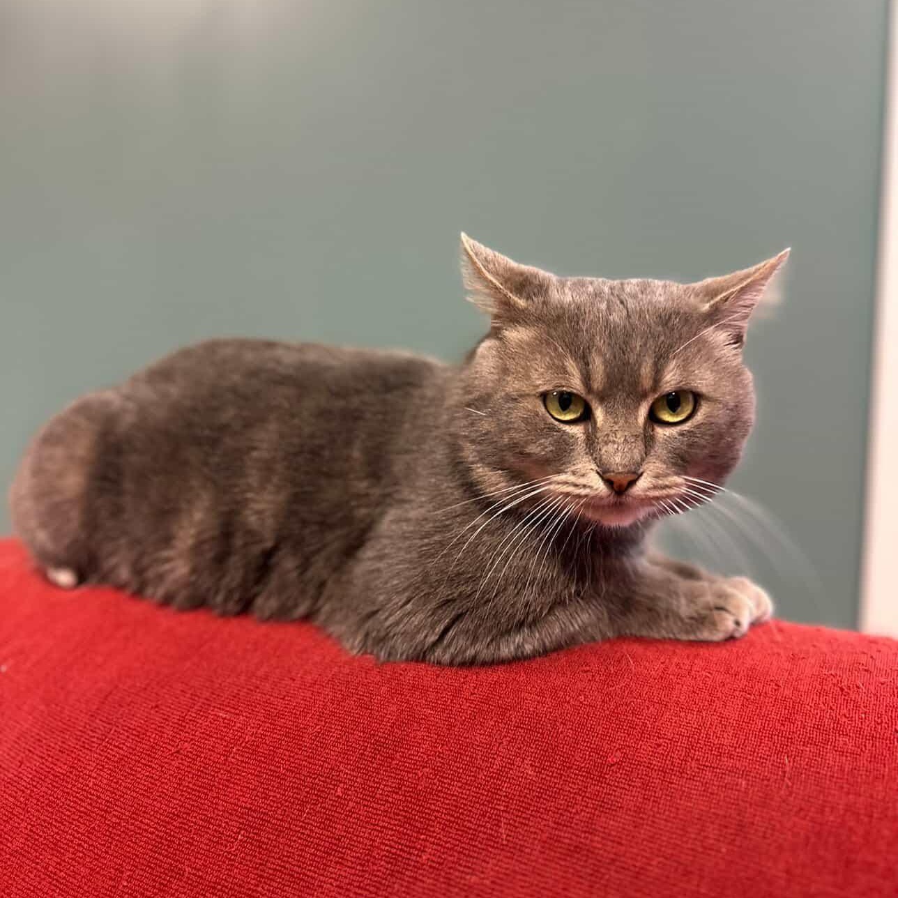 Enlarge Bijou, an adopted Domestic Short Hair in Astoria, NY image 3/6