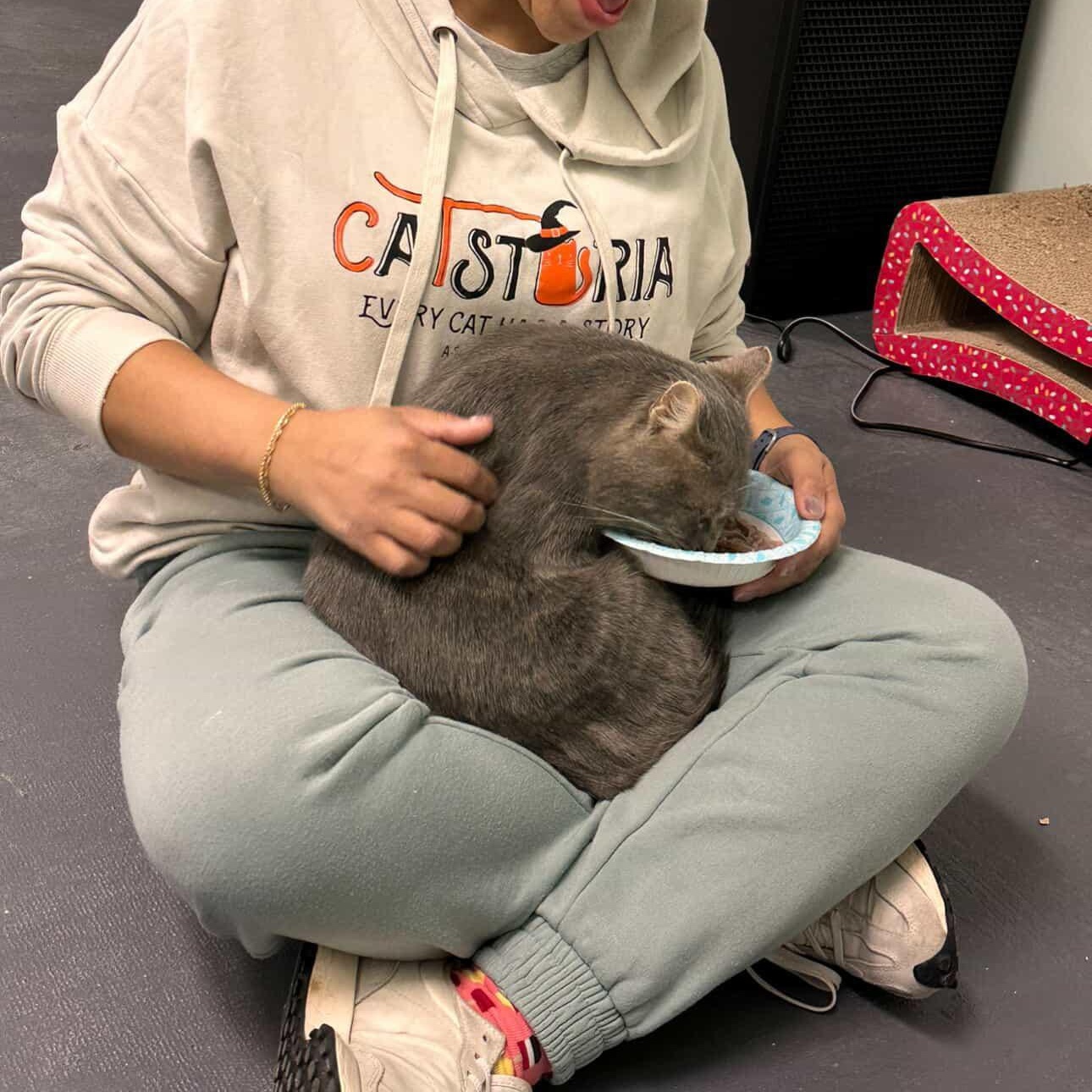 Enlarge Bijou, an adopted Domestic Short Hair in Astoria, NY image 2/6