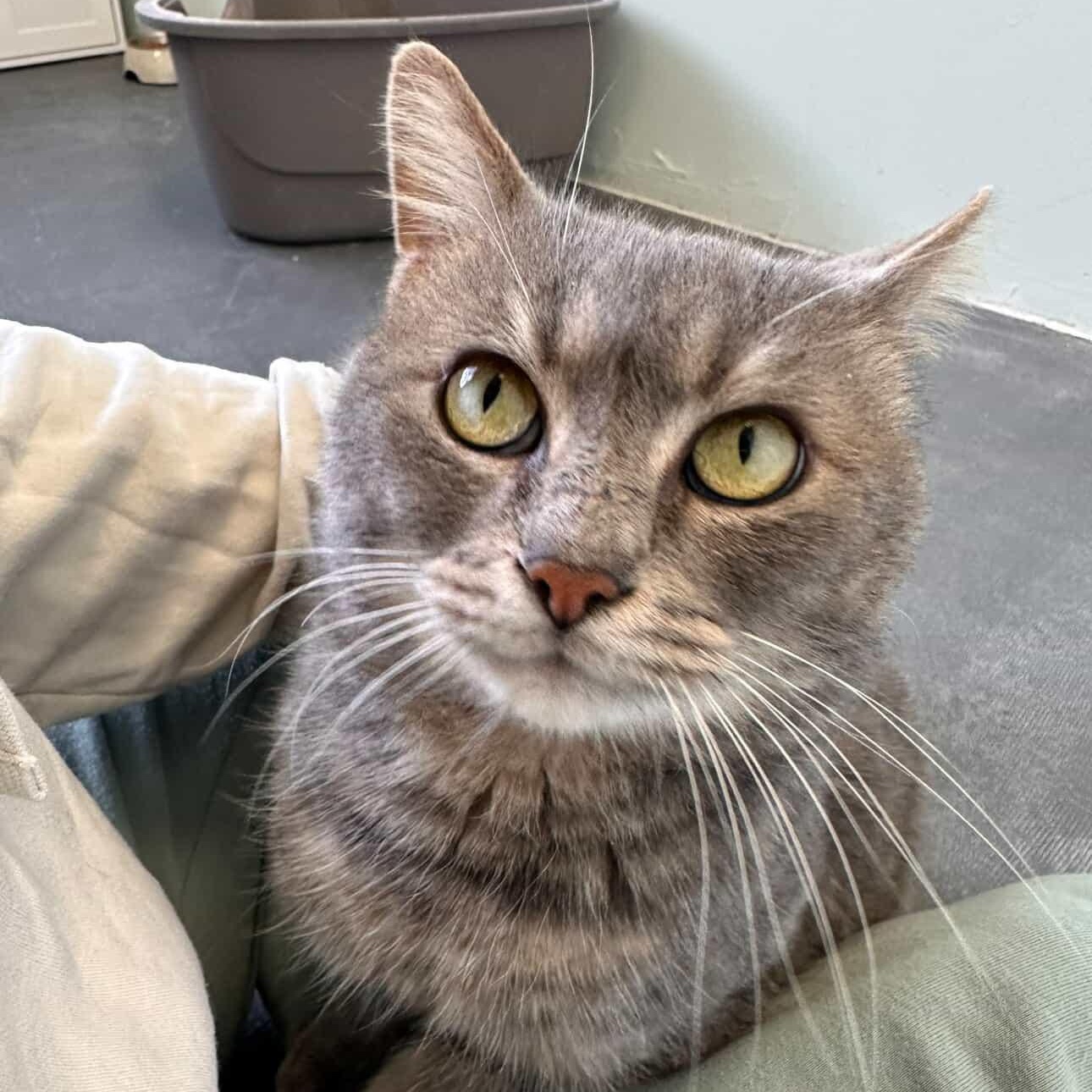 Enlarge Bijou, an adopted Domestic Short Hair in Astoria, NY image 4/6