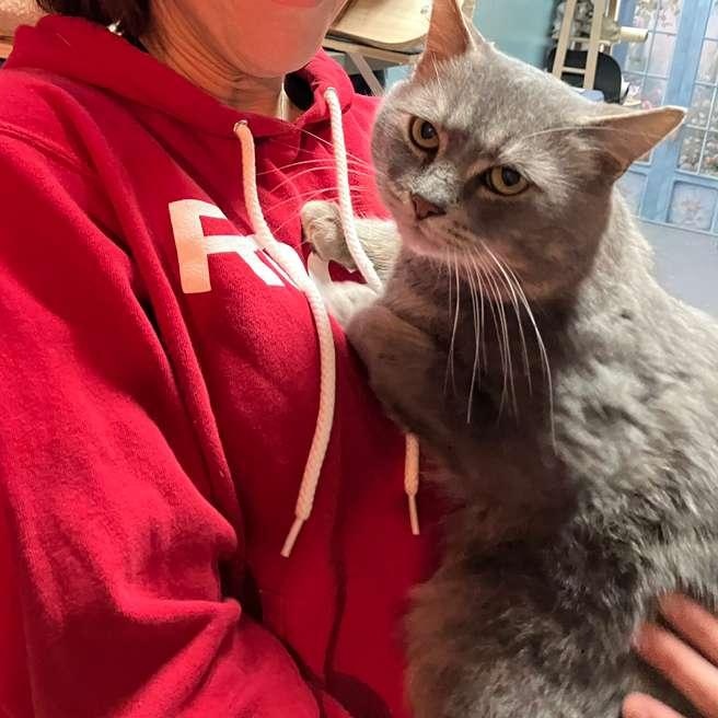 Enlarge Bijou, an adopted Domestic Short Hair in Astoria, NY image 5/6