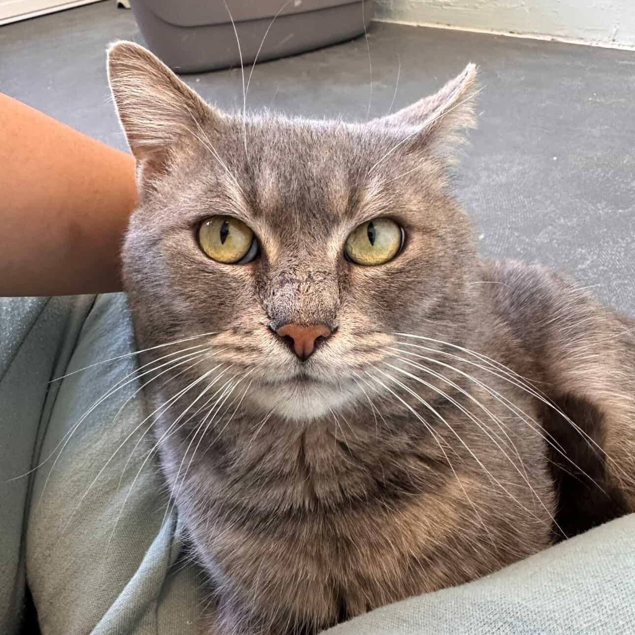 Bijou, adopted, Adult Male Domestic Short Hair.