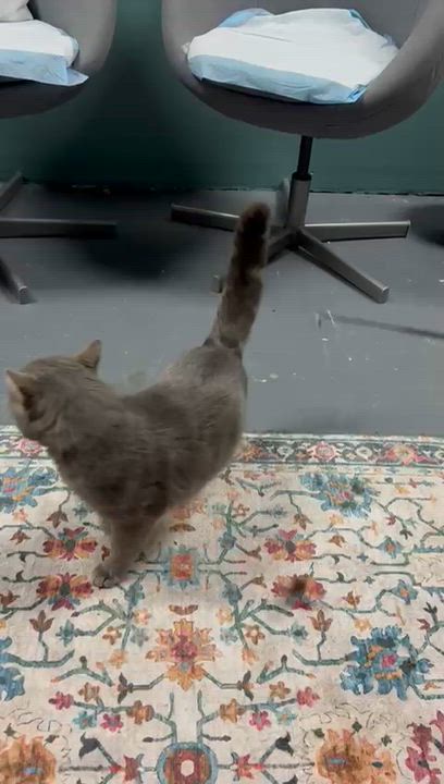 Enlarge Bijou, an adopted Domestic Short Hair in Astoria, NY video 6/6