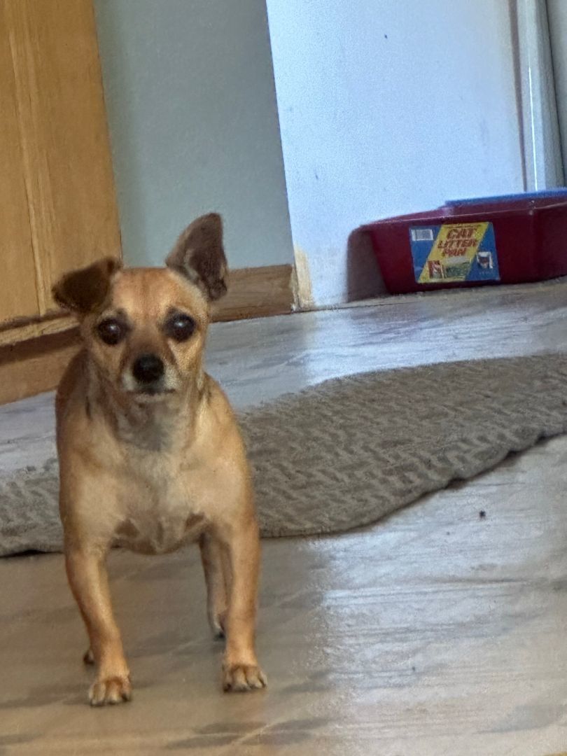 Diana, an adoptable Chihuahua in Sheridan, OR, 97378 | Photo Image 1