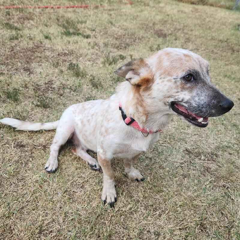 IVY BATMAN, Adoptable, Young Female Dachshund & Cattle Dog.