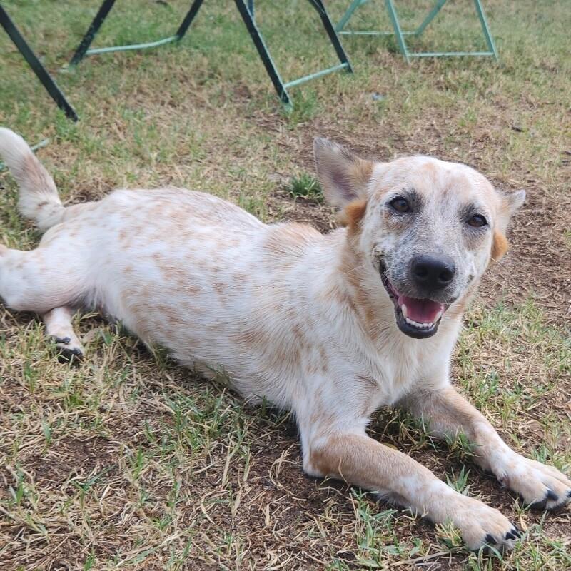 IVY BATMAN, Adoptable, Young Female Dachshund & Cattle Dog.