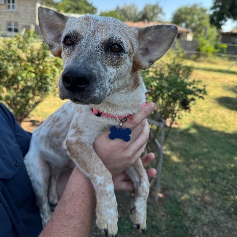 IVY BATMAN, a Adoptable mixed breed in lawton, OK image 3/5