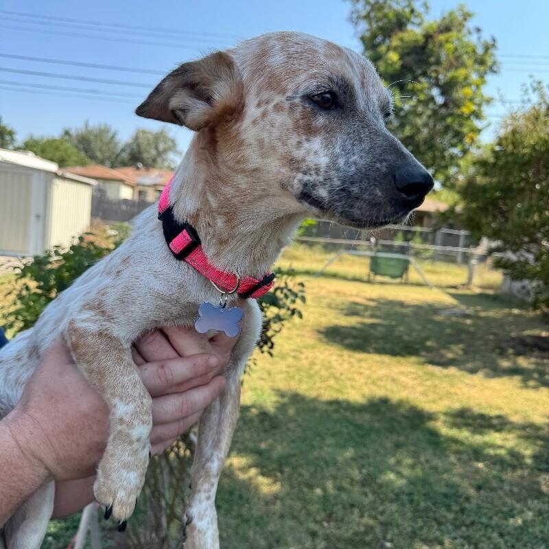IVY BATMAN, a Adoptable mixed breed in lawton, OK image 4/5