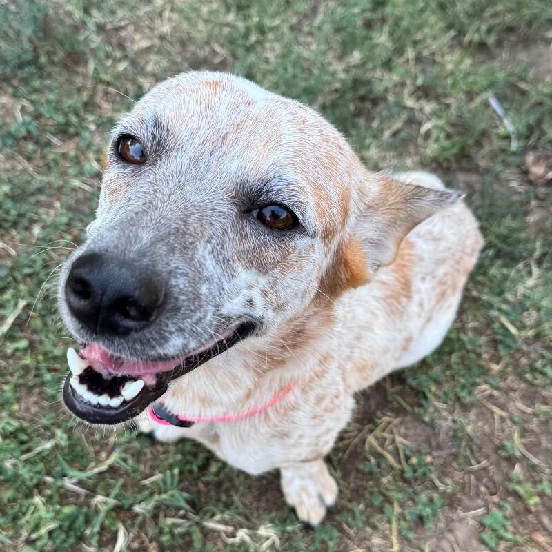 IVY BATMAN, a Adoptable mixed breed in lawton, OK image 5/5