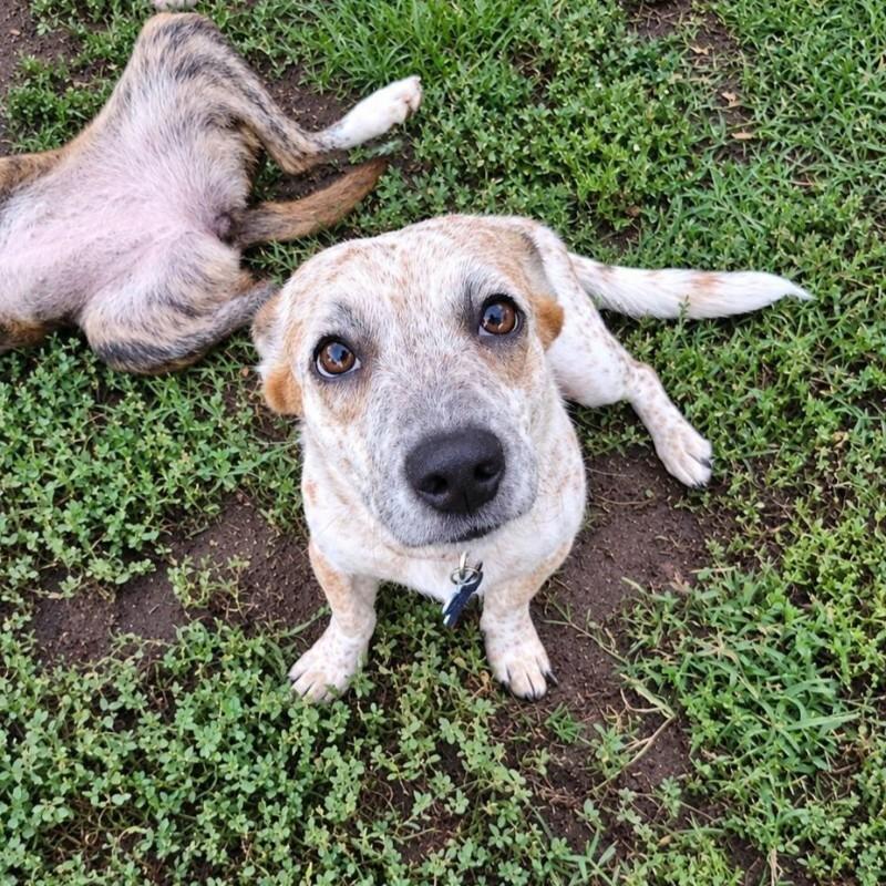 Enlarge IVY BATMAN, a Adoptable mixed breed in lawton, OK image 5/6