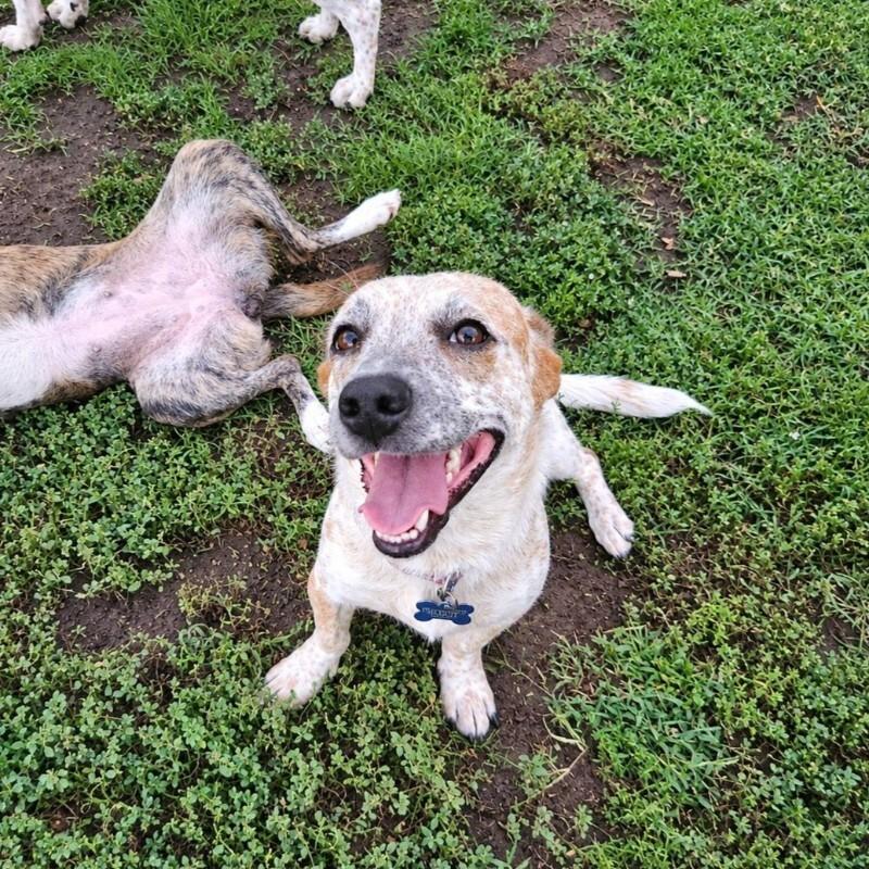 Enlarge IVY BATMAN, a Adoptable mixed breed in lawton, OK image 6/6