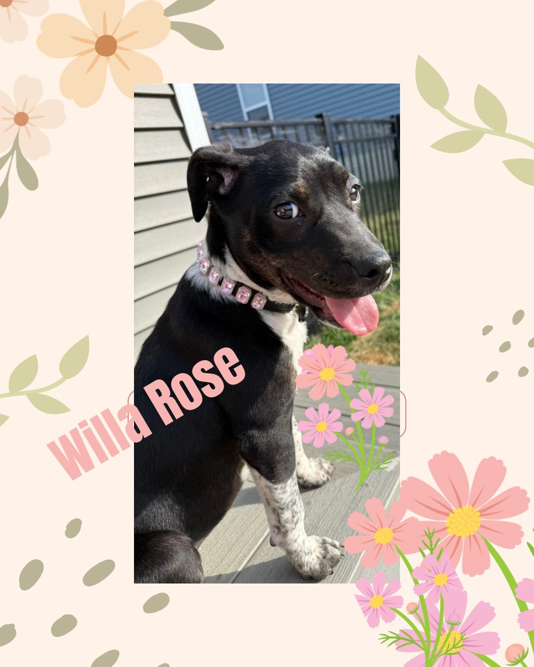 Willa Rose, ADOPTABLE, Puppy Female Border Collie.