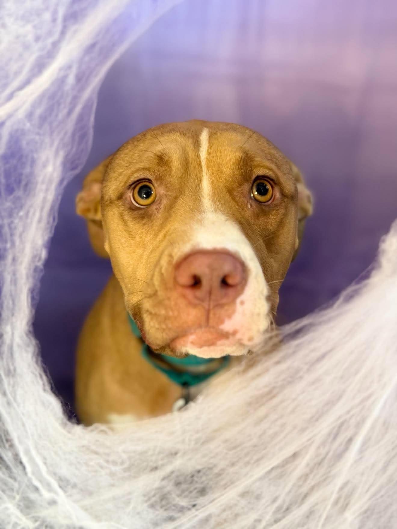 Enlarge Waurika, a Adopted Pit Bull Terrier in Chickasha, OK image 2/2