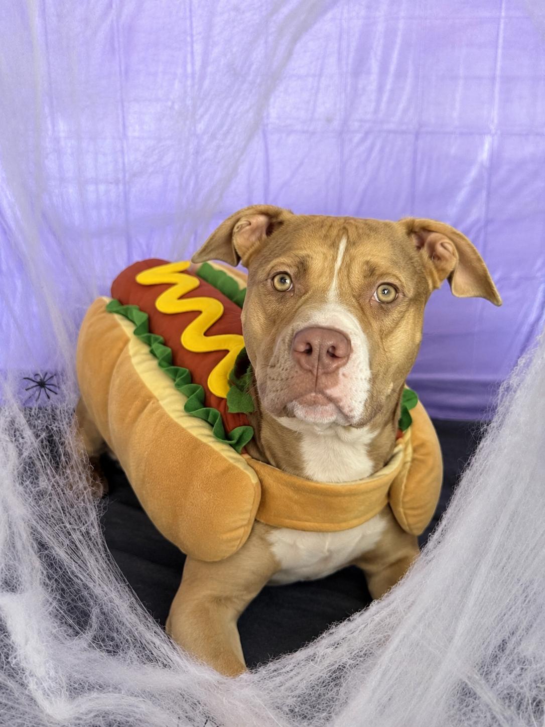 Enlarge Waurika, a Adopted Pit Bull Terrier in Chickasha, OK image 1/2